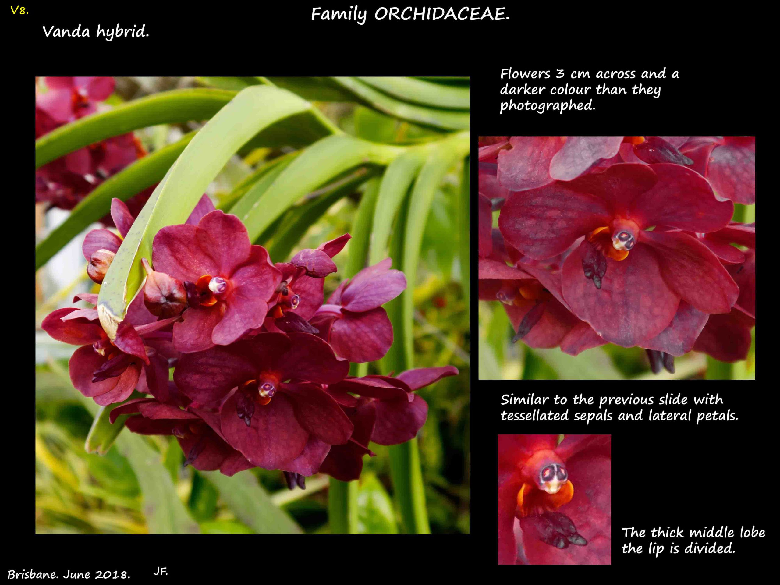2 A deep maroon Vanda orchid